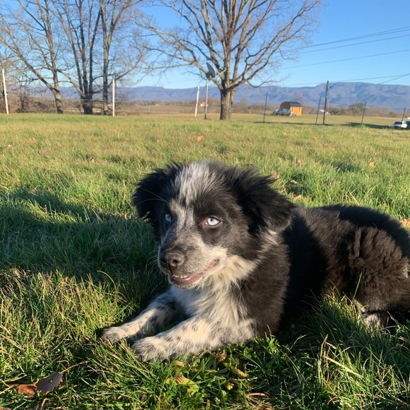 shepherdpup10